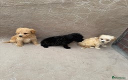 Maltipoo dogs for sale: Multipoo  - Image 2