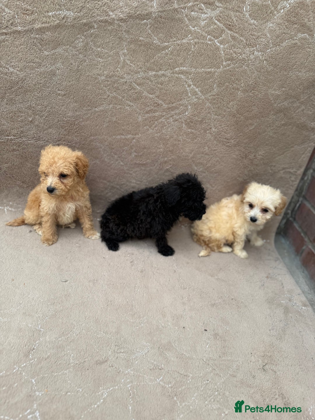 Maltipoo dogs for sale: Multipoo  - Image 2