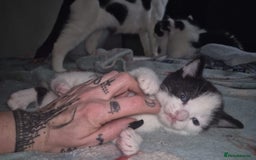 British Shorthair cats for adoption: OUR KITTENS HAVE HAD NO OFFERS 💔 - Image 4