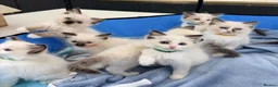 Ragdoll cats for sale: Purebred Ragdoll Kittens  - Advert 4