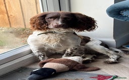 English Springer Spaniel dogs for stud: English springer spaniel to stud. - Image 2