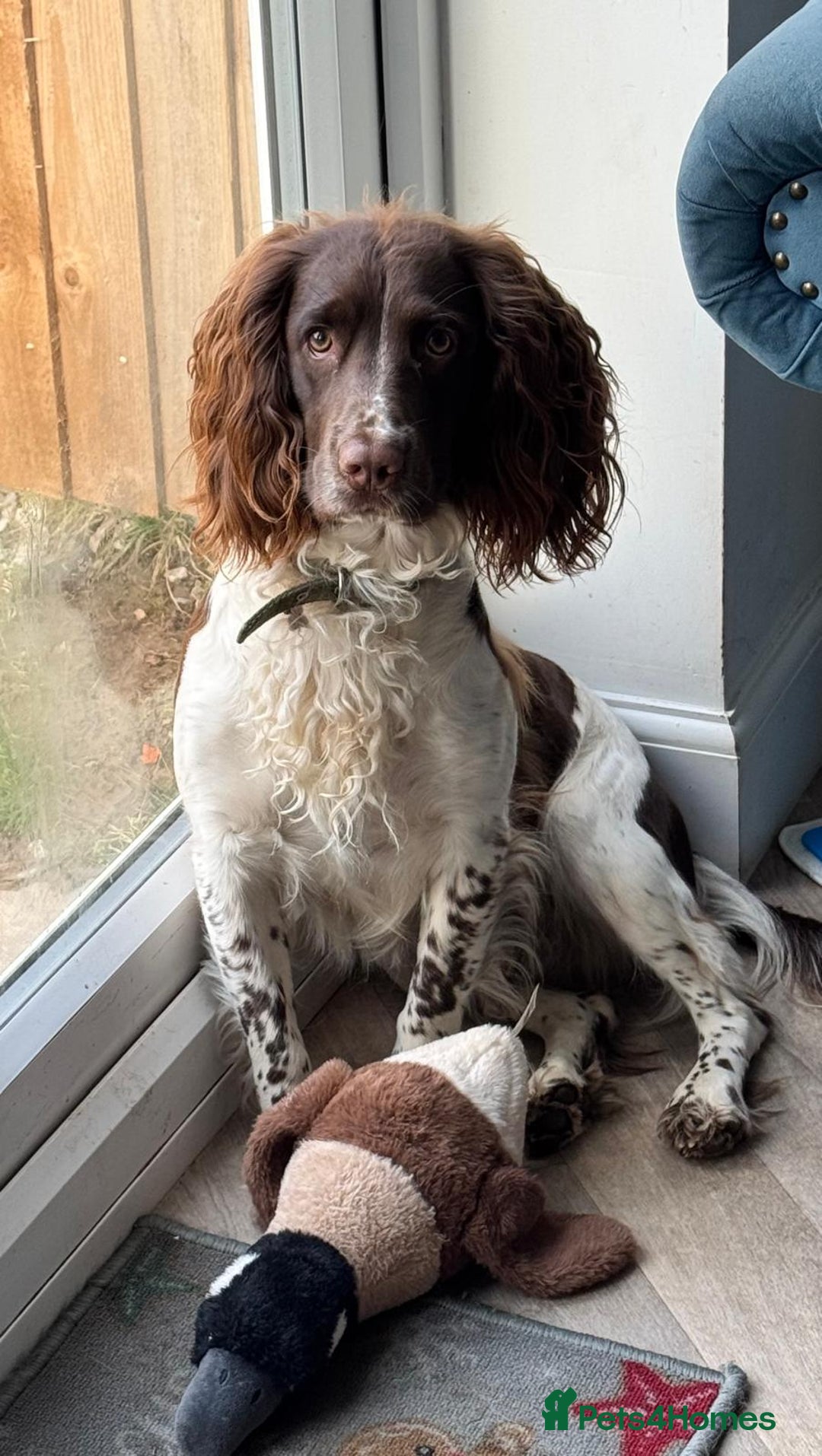 English Springer Spaniel dogs for stud: English springer spaniel to stud. - Image 2