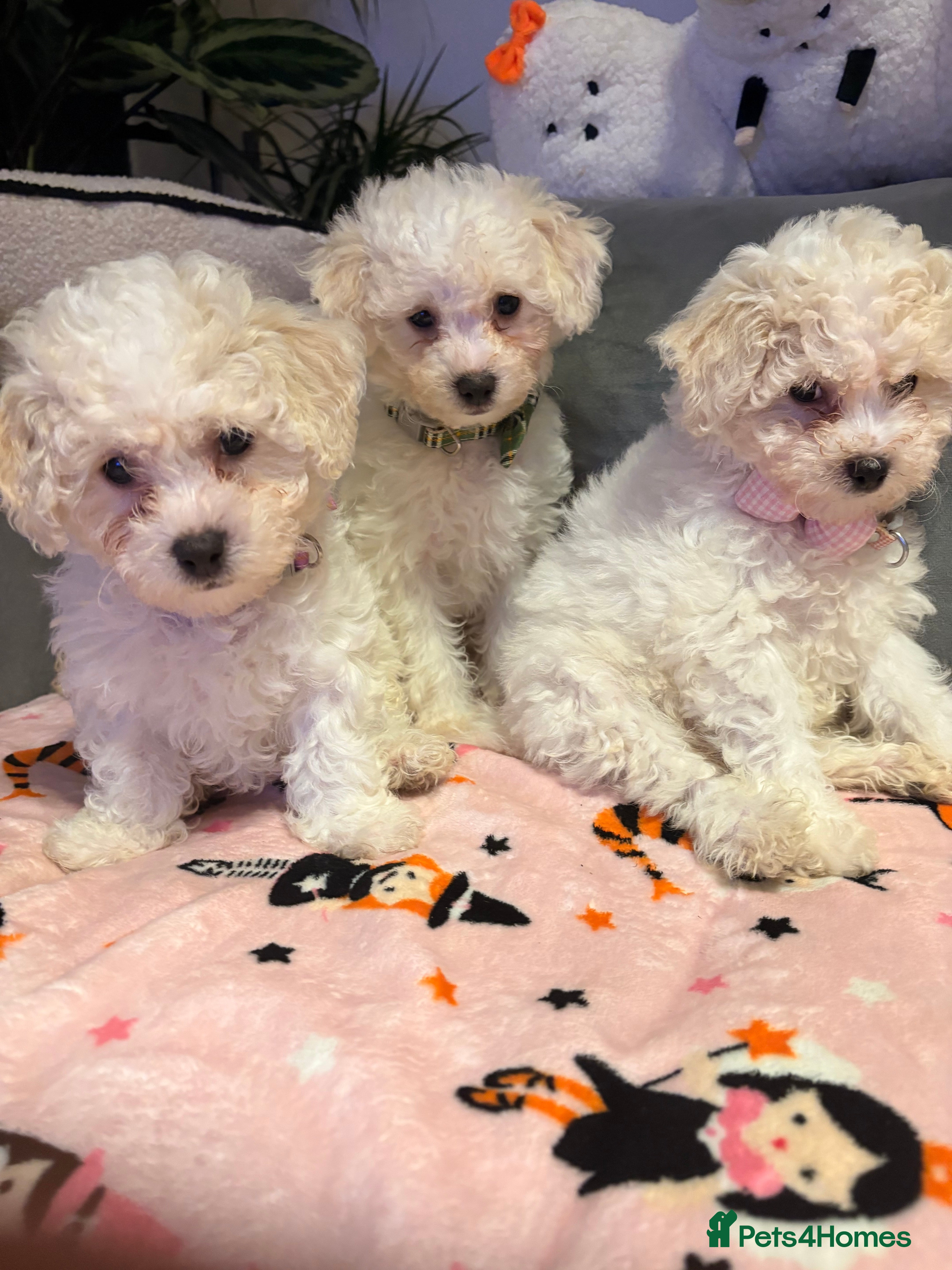 Bichon Frise dogs for sale: Bichon frise - Advert 1