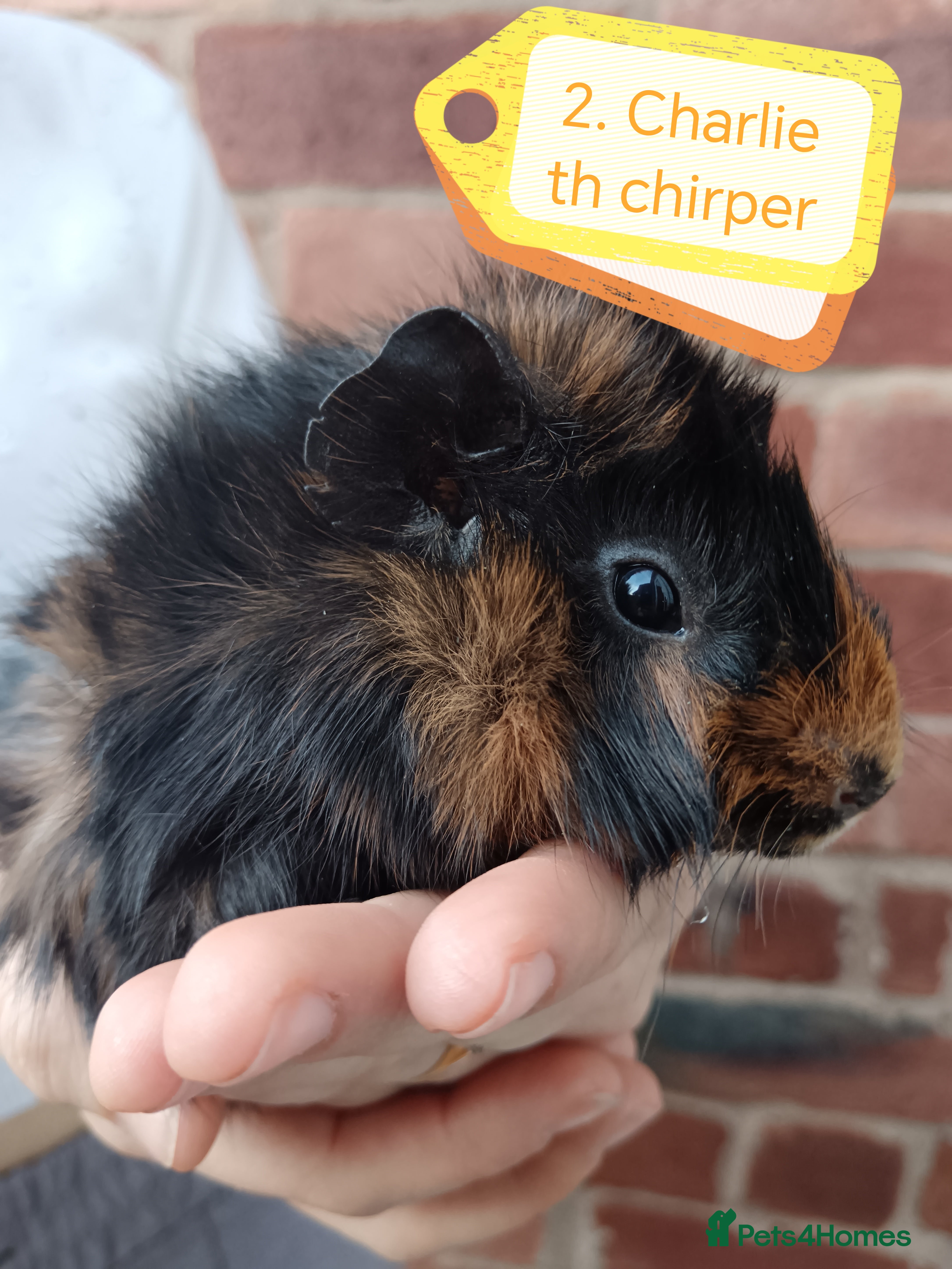 Guinea Pig rodents ♥️ Beautiful Abyssinian boy guinea pigs ♥️ - Advert 19