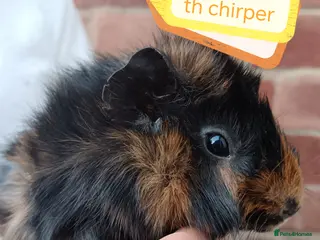 Guinea Pig rodents ♥️ Beautiful Abyssinian boy guinea pigs ♥️ - Advert 19
