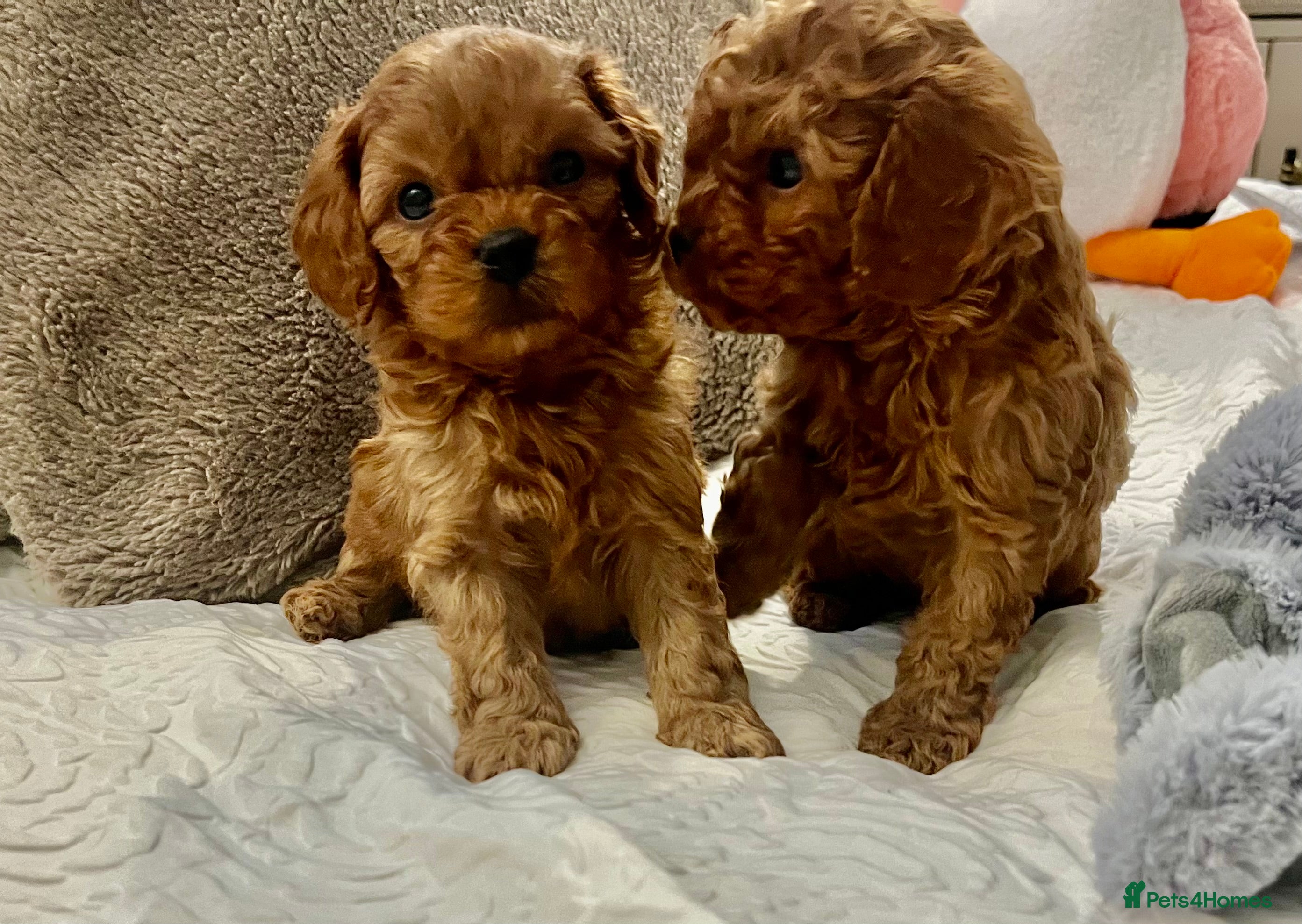 Cavapoo dogs Absolutely gorgeous cavapoo puppies available 🐾 - Advert 12