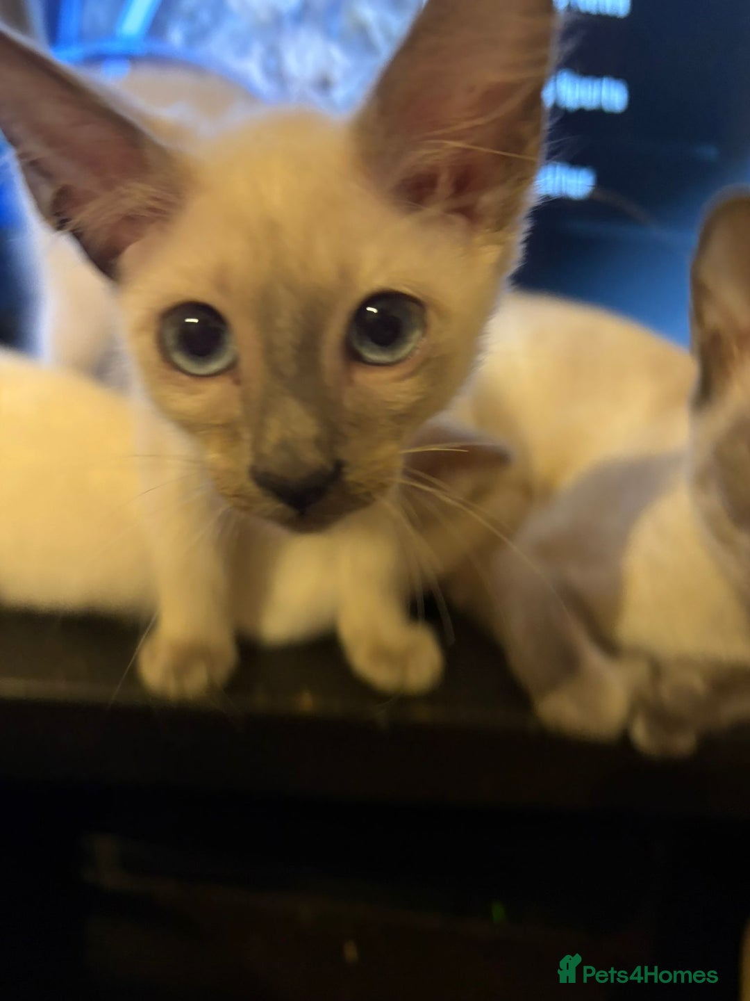 Siamese cats for sale: Siamese Kittens – Ready Now - Advert 6