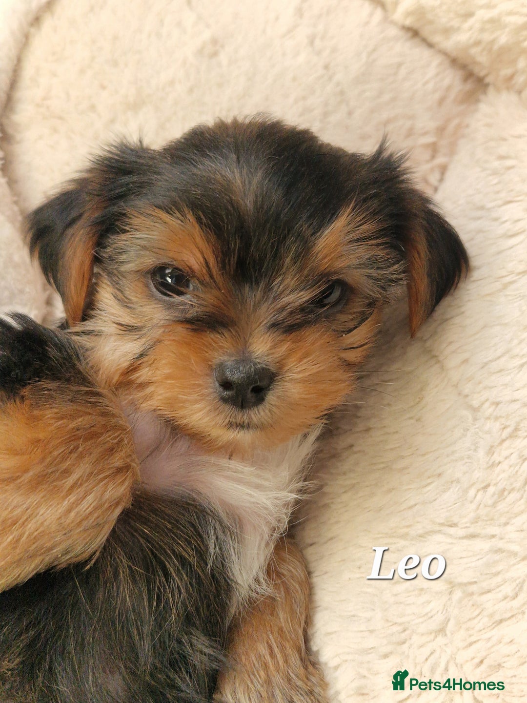 Yorkshire Terrier dogs for sale: Beautiful yorkie puppies - Advert 2