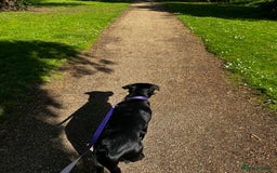 Mixed Breed dogs for sale: Lab X Collie, 9 Months Old, Seeking a Forever Home - Image 10