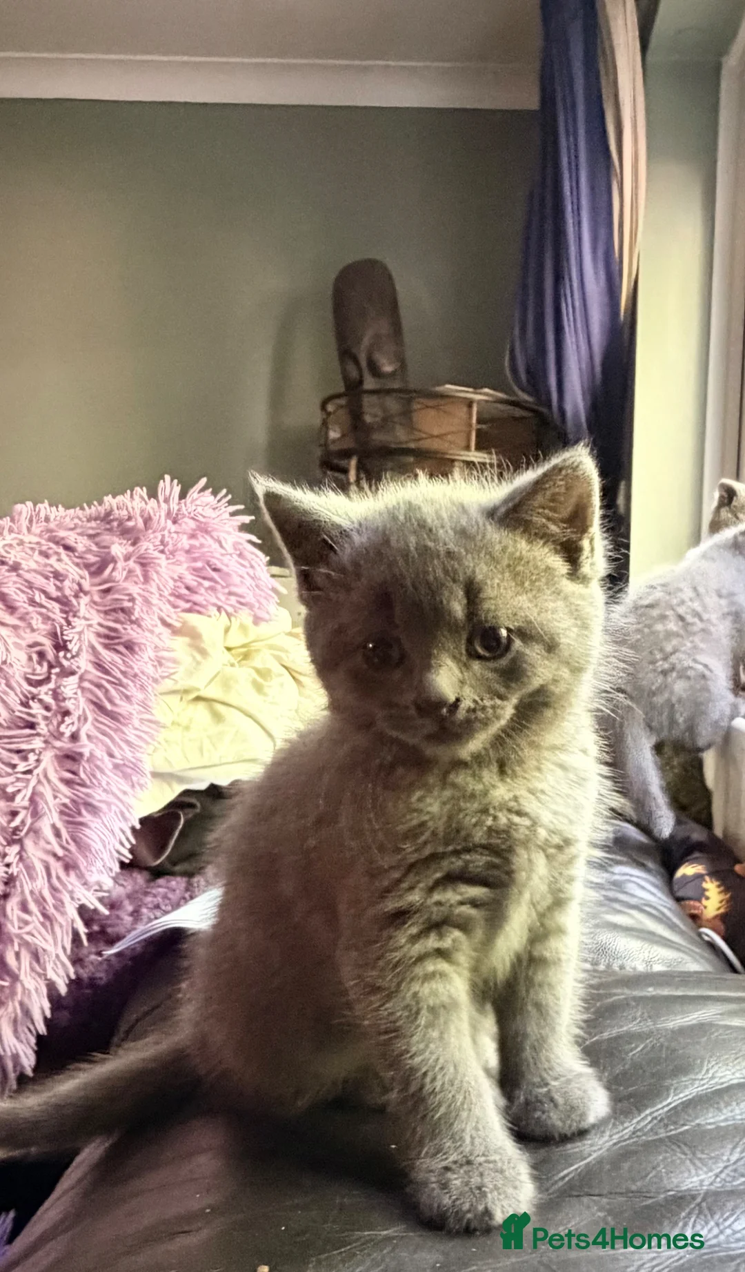British Shorthair cats for sale: Beautiful British Shorthair kittens READY NOW! - Advert 5