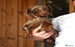Dachshund dogs for sale: true miniature dachshund puppies  - Image 15
