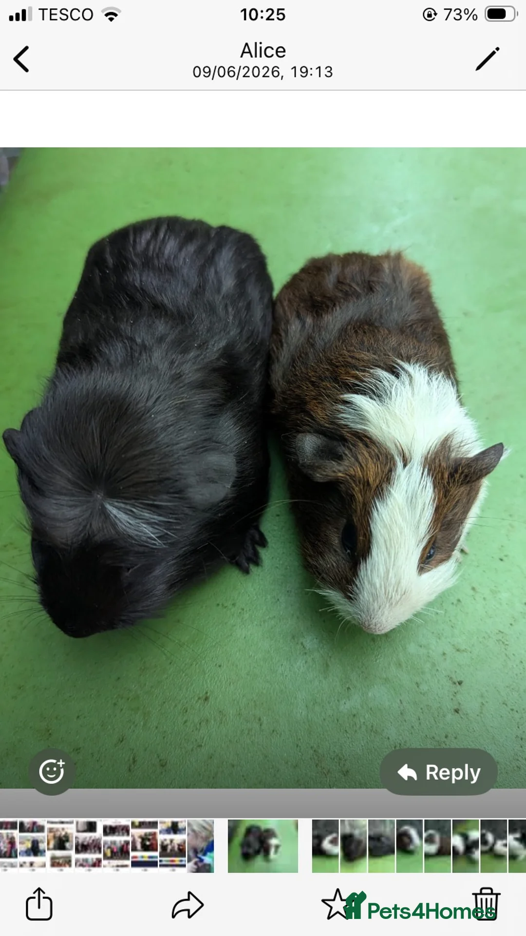 Guinea Pig rodents for sale: Short/ medium haired  in North Tawton - Advert 1