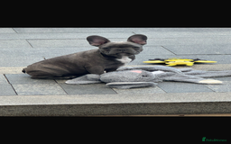 French Bulldog dogs for sale: Only 1 girl left  - Image 15
