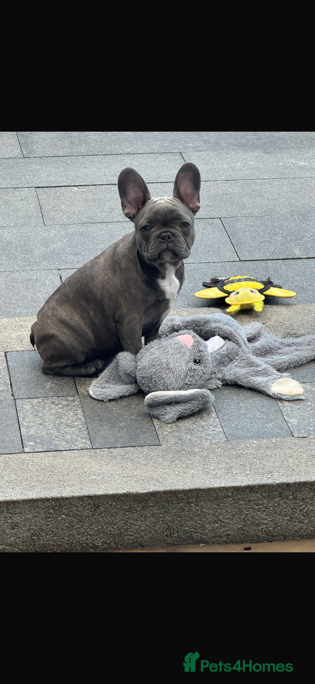 French Bulldog dogs for sale: Only 1 girl left  - Image 15