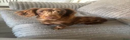 Dachshund dogs for sale: Female dapple dachshund   in Bilston - Advert 3