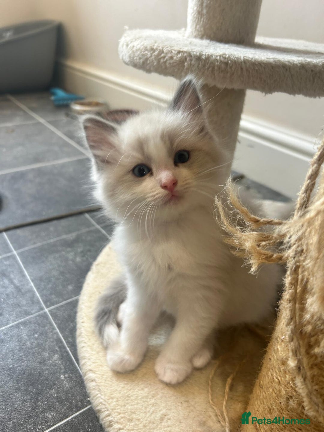 Ragdoll cats for sale: Pure longhair Ragdoll Kittens - Raised with Soul - Image 18