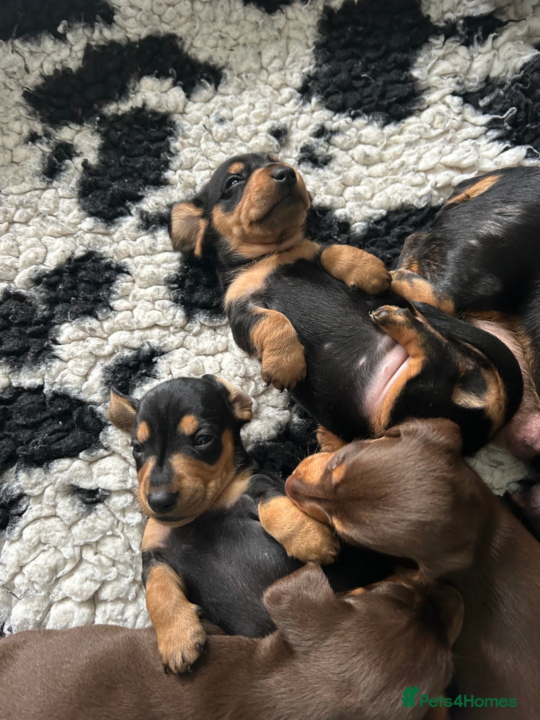 Miniature Dachshund dogs for sale: Miniature dachshund pups - Image 7