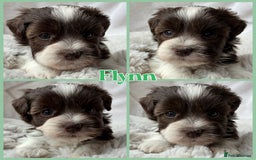 Miniature Schnauzer dogs for sale: MAC/BVA CLEAR - ONE MEGACOATED BLACK GIRL  - Image 21