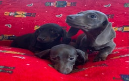 Miniature Dachshund dogs for sale: Miniature Dachshund  - Image 8