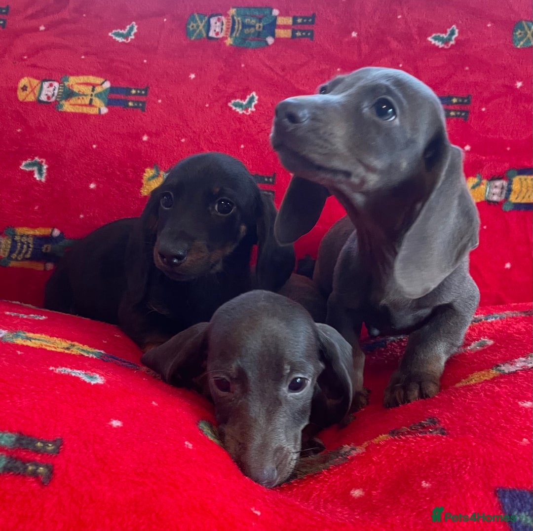 Miniature Dachshund dogs for sale: Miniature Dachshund  - Image 8