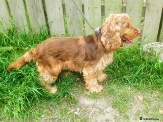 Cocker Spaniel dogs in Saint Austell - Advert 12