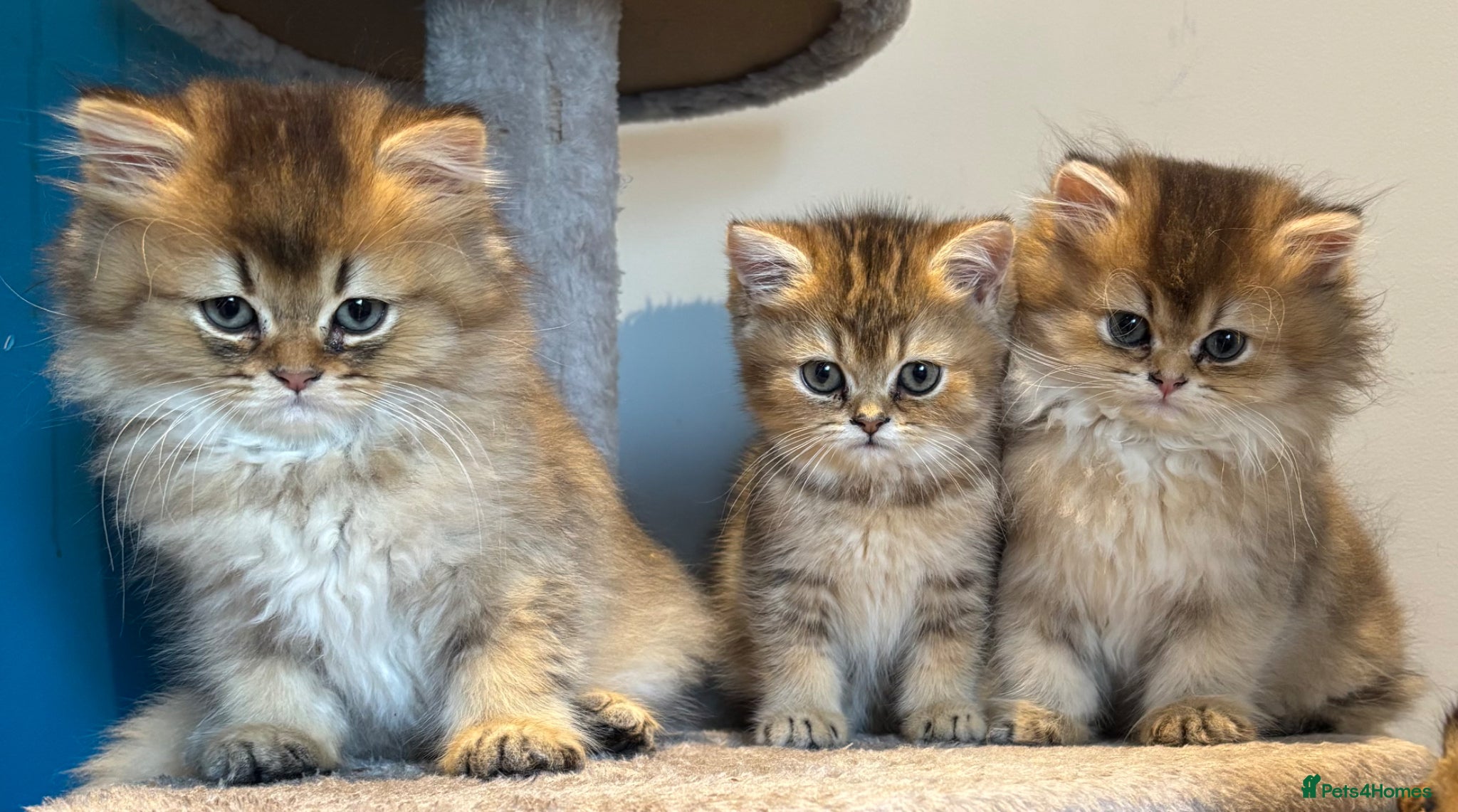 British Longhair cats Golden Tipped British Longhair/Shorthair Kittens - Advert 7