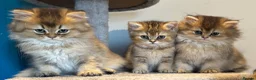 British Longhair cats for sale: Golden Tipped British Longhair/Shorthair Kittens in Okehampton - Advert 1