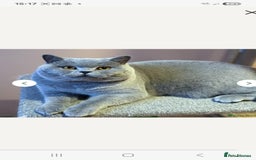 British Shorthair cats for sale: British shorthair kittens - Image 13