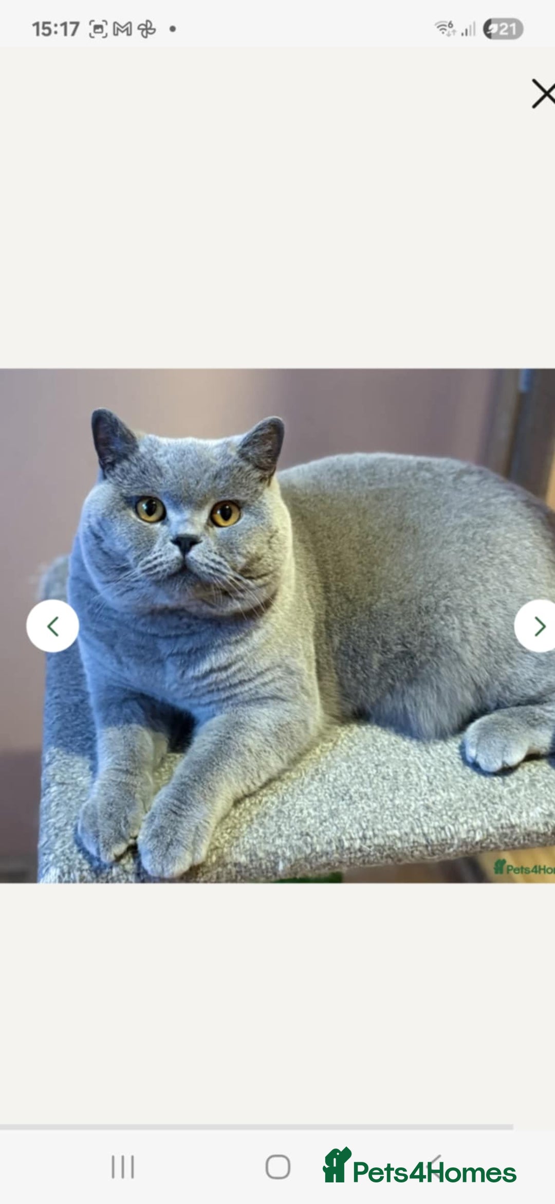 British Shorthair cats for sale: British shorthair kittens - Image 13