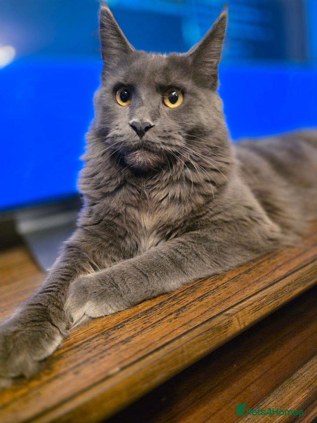 Maine Coon cats for sale: Beautiful Mainecoon  girl - Advert 4