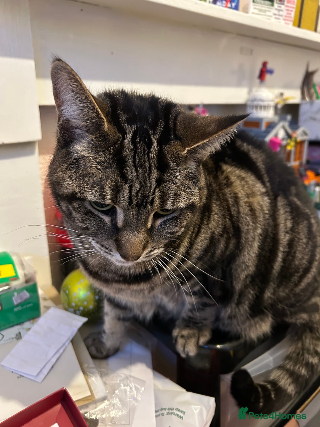 Mixed Breed cats for sale: 7 year old tabby female - Advert 2