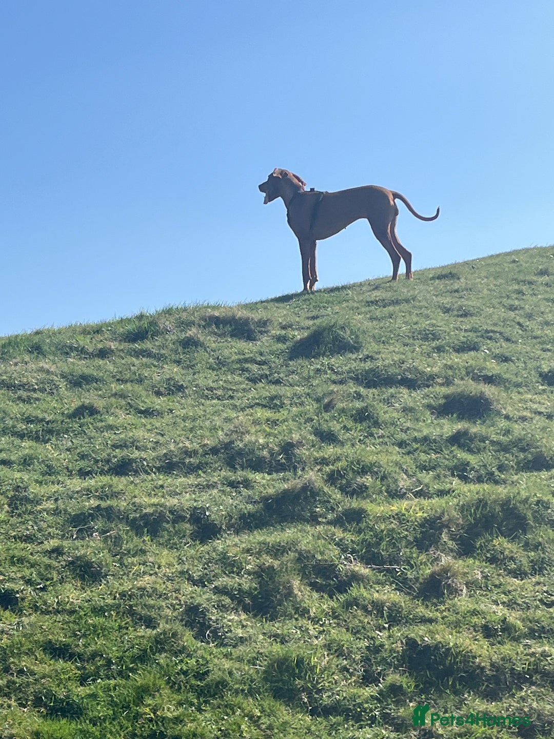 Mixed Breed dogs for sale: Vizslador puppies - Image 9