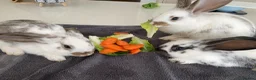 New Zealand rabbits for sale: New Zealand and Continental bunnies - Advert 4
