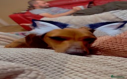 Dachshund dogs for sale: Light brown dachshund with light blue eyes  - Image 4