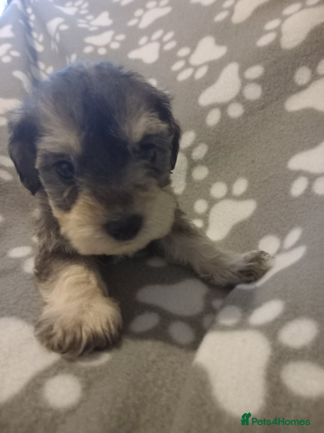 Mixed Breed dogs for sale: TOY SHNOODLES READY 21 DEC - Advert 1