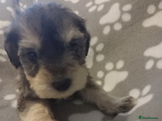 Mixed Breed dogs TOY SHNOODLES READY 21 DEC - Advert 1