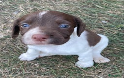 Mixed Breed dogs for sale: Sprockador puppies for sale  - Image 10
