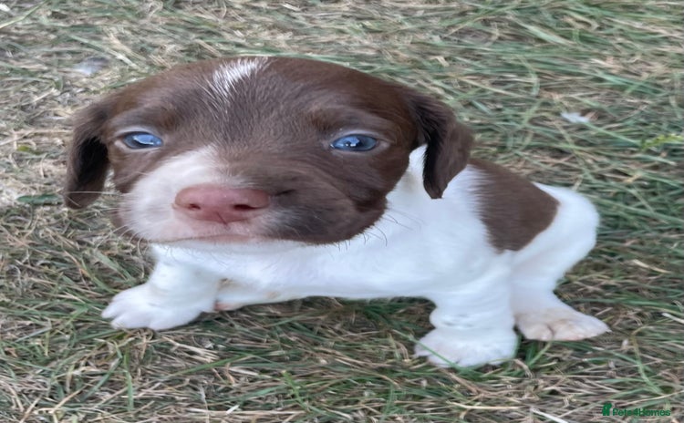 Mixed Breed dogs - Advert 4