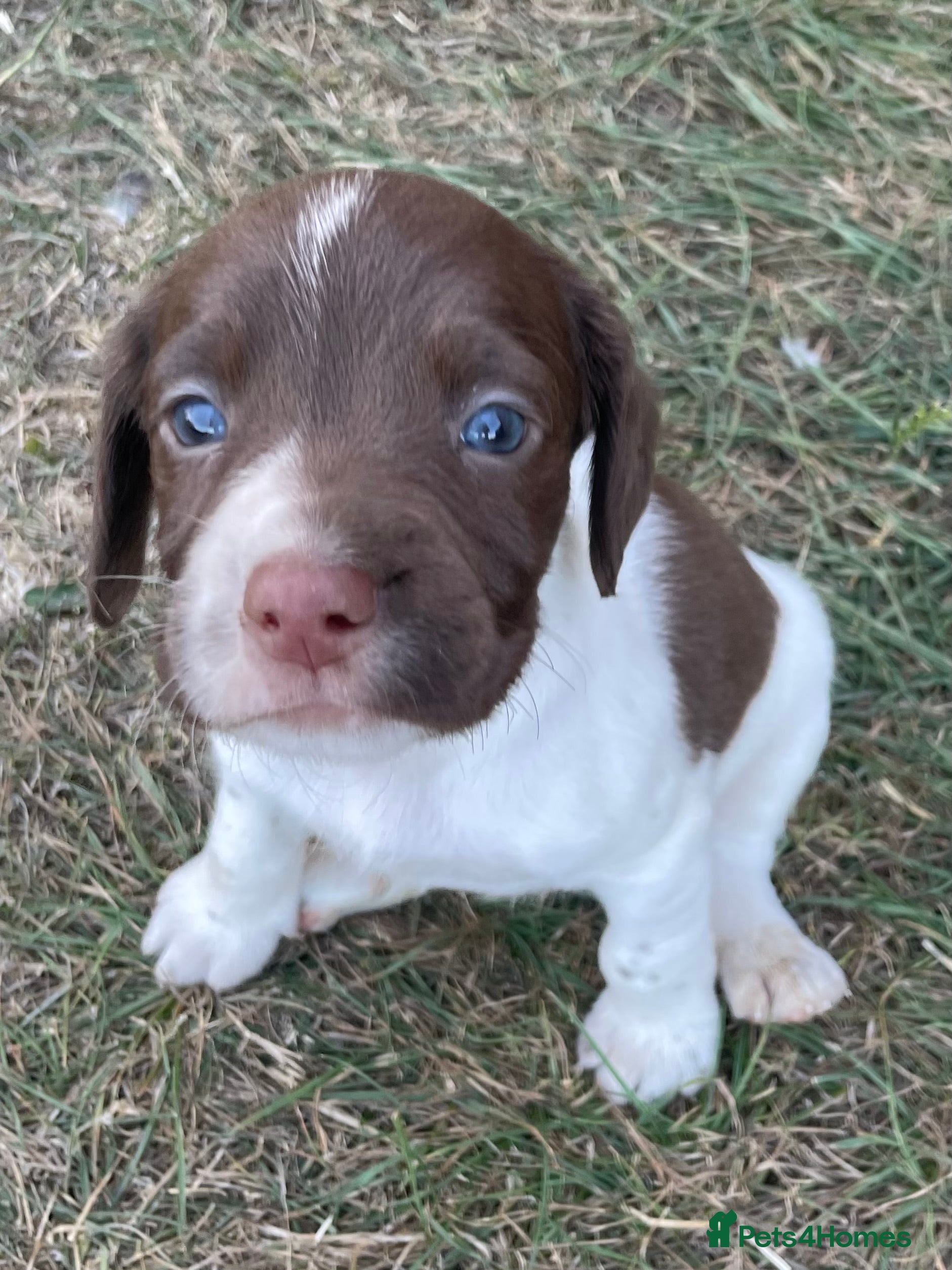 Springador puppies for sale | Pets4Homes