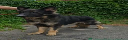 German Shepherd dogs for sale: Original Straight Back German Shepherds  in Staines - Advert 6