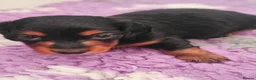 Miniature Dachshund dogs for sale: Last beautiful long haired fur baby - Advert 8