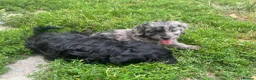 Cockapoo dogs for sale: F1 toy cockapoo puppies for sale  - Advert 9