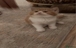 British Shorthair cats for sale: Gccf british shorthair kittens  - Image 7