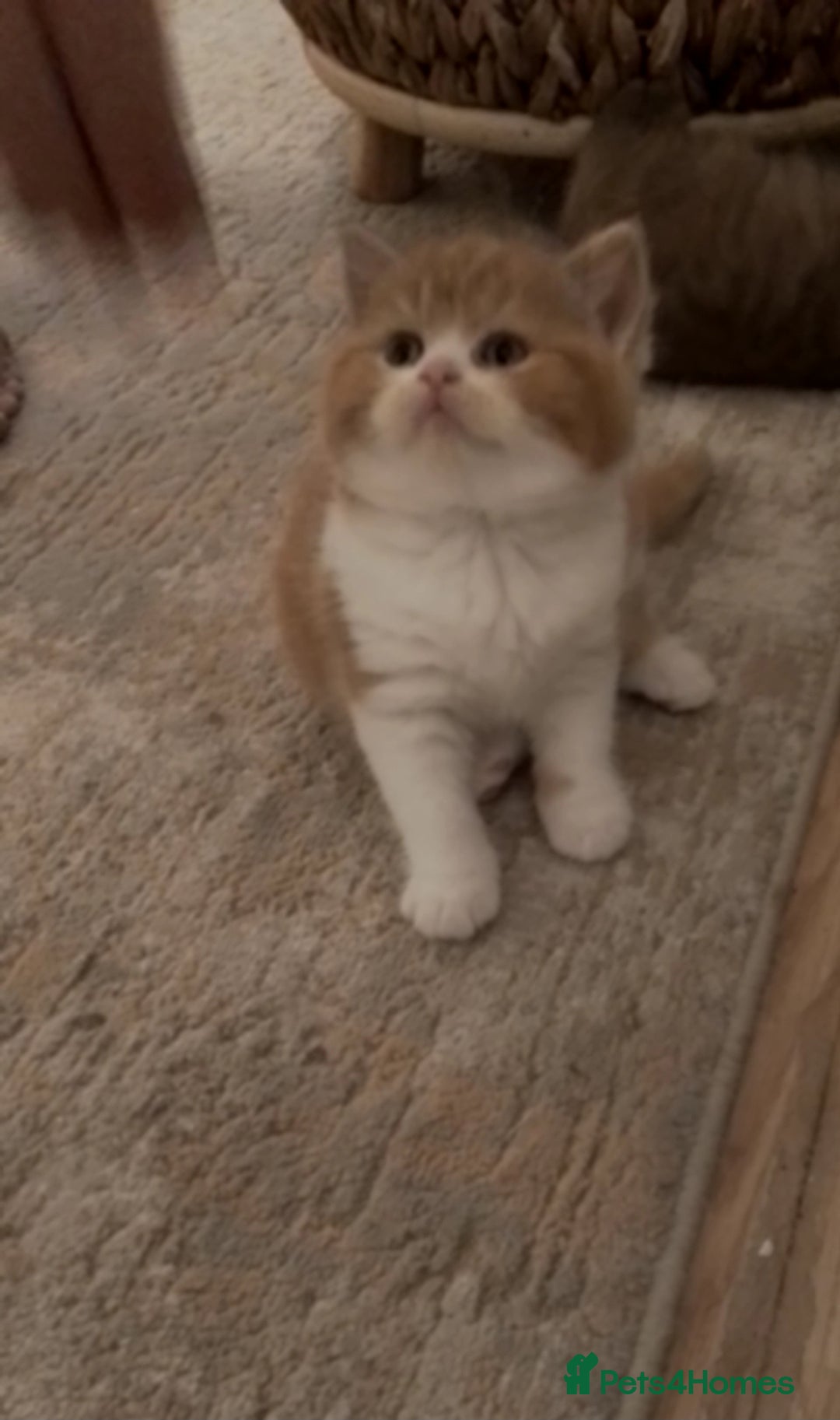 British Shorthair cats for sale: Gccf british shorthair kittens  - Image 7