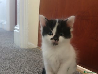 York Chocolate cats - Advert 1