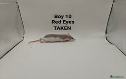 Rat rodents for sale: OCT: 32 Rats (7 Rats: 4 Boys, 3 Girls Left) - Advert 10