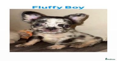 French Bulldog dogs French Bulldog puppies - Advert 7