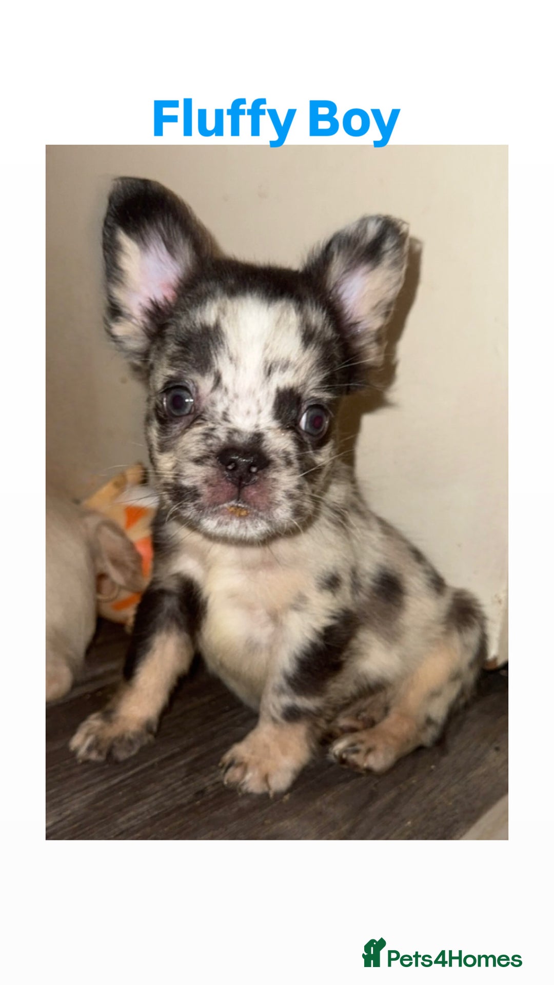 French Bulldog dogs for sale: REDUCED! French Bulldog puppies - Advert 14