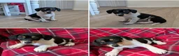 Jack Russell dogs for sale: JACK RUSSELL PUPPIES  - Advert 5