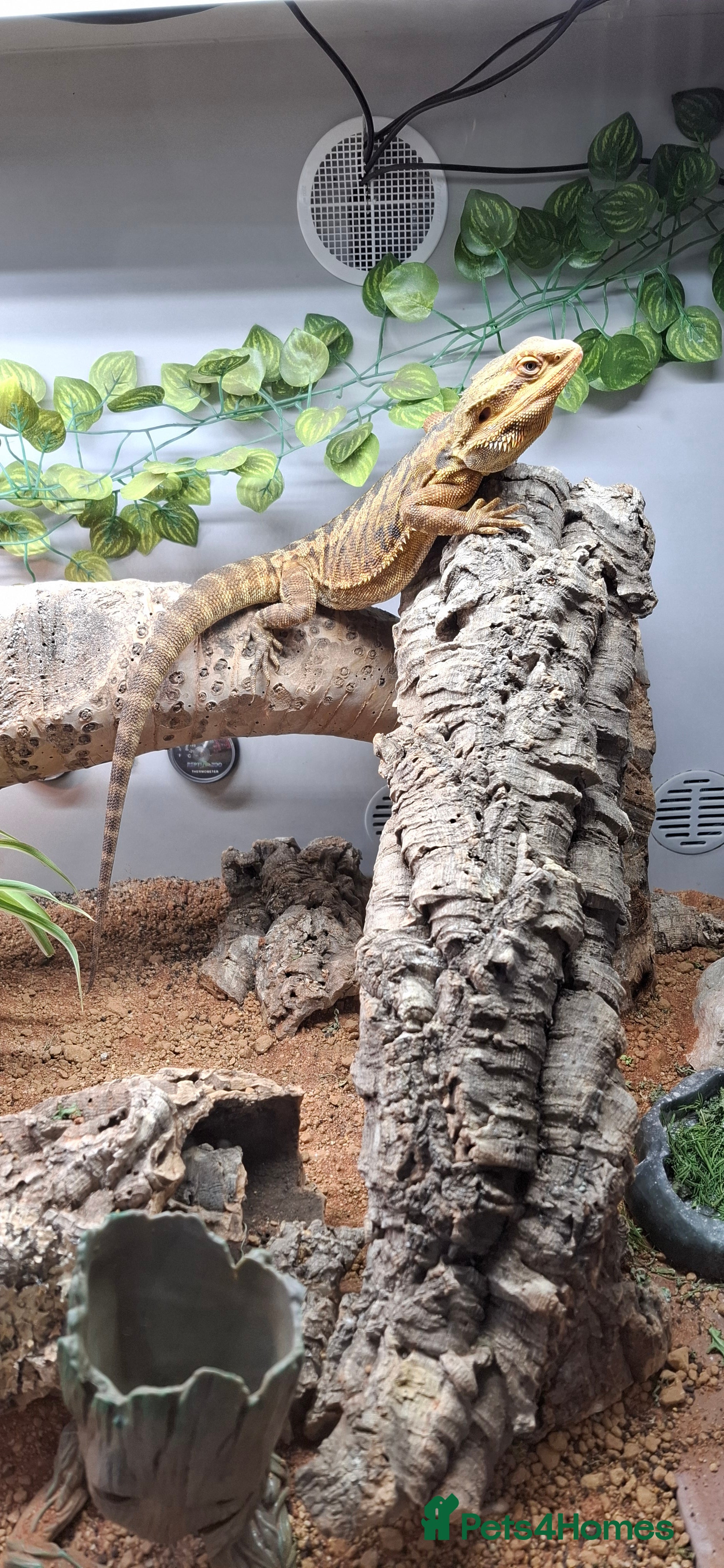 Bearded Dragon reptiles Bearded dragon, male, full set up - Advert 1